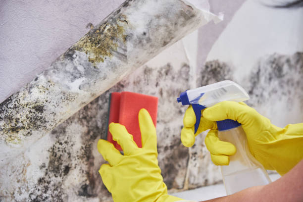 Mold Remediation for Rental Properties in Flora, IL